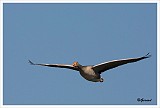 sized_Grauwe gans_20090321_028